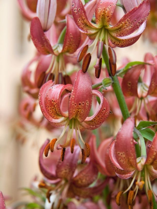 Lilium 'Manitoba Morning Martagon' - Lilie