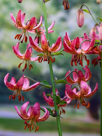 Lilium 'Manitoba Morning Martagon' - Lilie