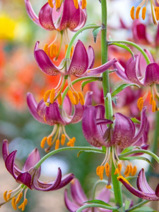 Lilien Martagon