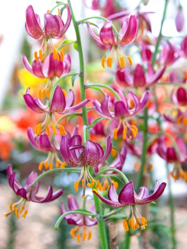 Lilium 'Martagon' - Lilie
