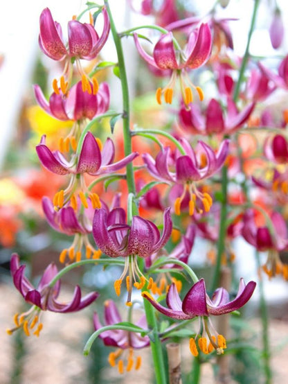 Lilium 'Martagon' - Lilie