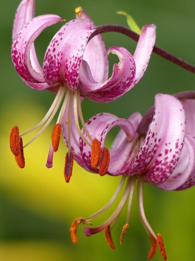 Lilium 'Martagon' - Lilie