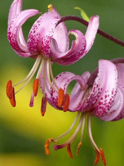 Lilium 'Martagon' - Lilie