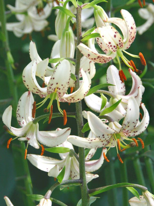 Lilien Albi morning martagon