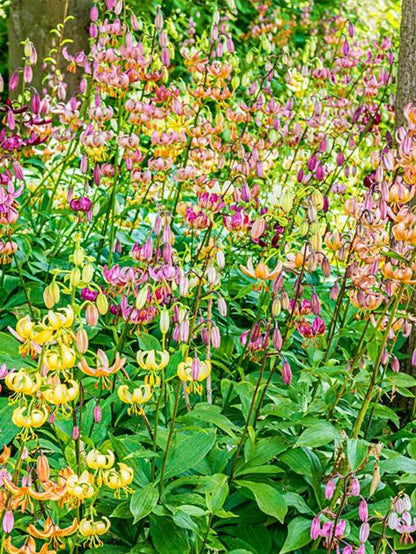 Lilium 'Türkenbundlilien-Mischung' - Lilie - LumiBlumi