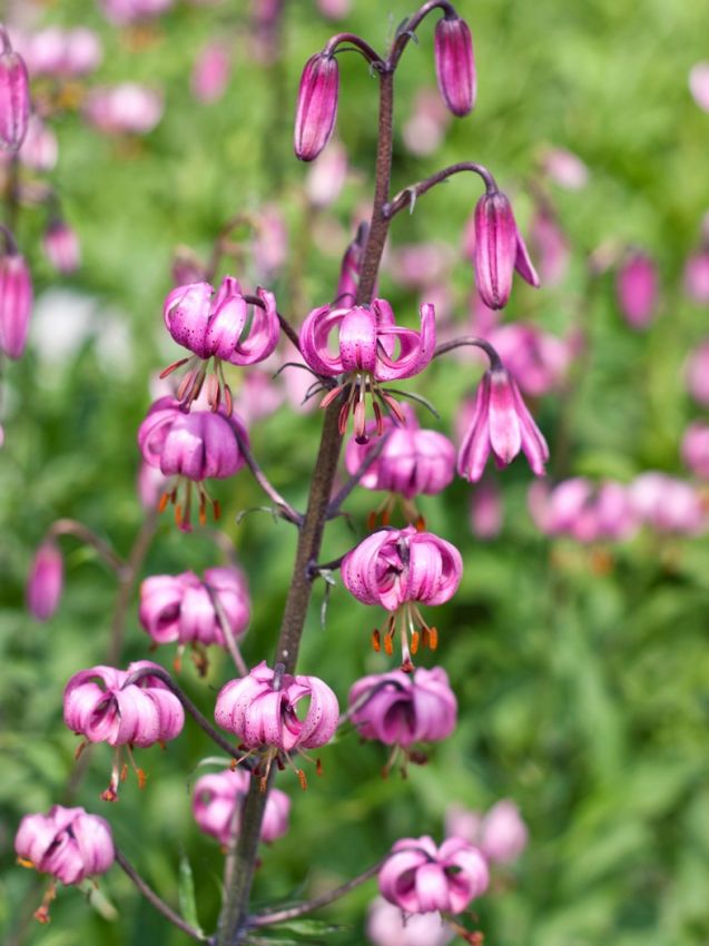 Lilium 'Martagon' - Lilie