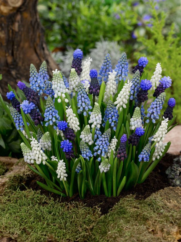 Traubenhyazinthen Muscari mischung