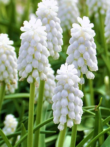 Traubenhyazinthen Muscari siberian tiger