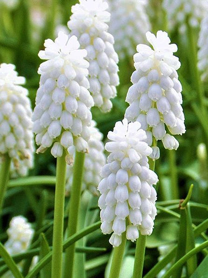 Traubenhyazinthen Muscari siberian tiger