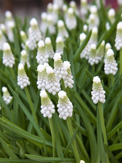 Muscari 'Siberian Tiger' - Traubenhyazinthe