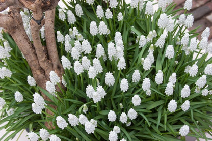 Muscari 'Siberian Tiger' - Traubenhyazinthe