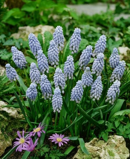 Traubenhyazinthen Muscari valerie finnis