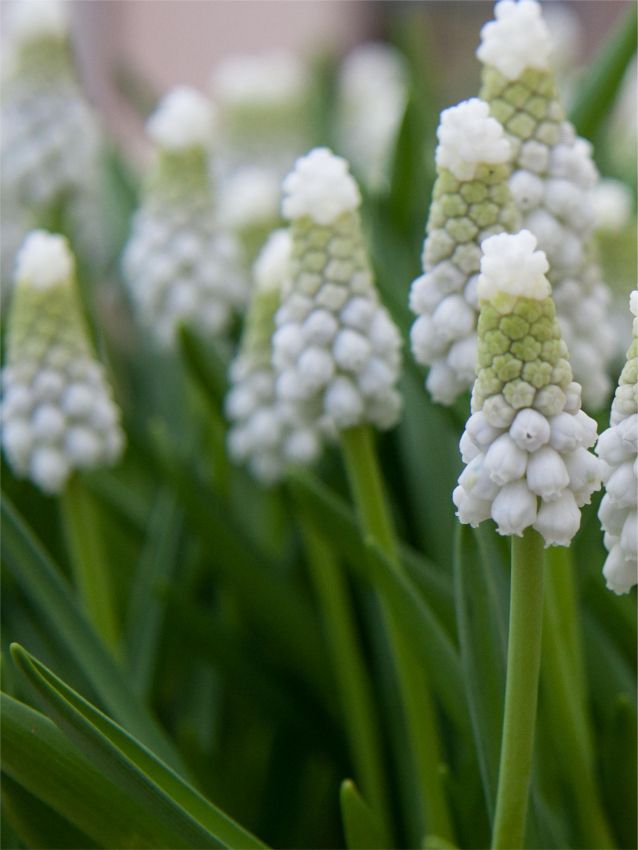 Traubenhyazinthen Muscari white pearl