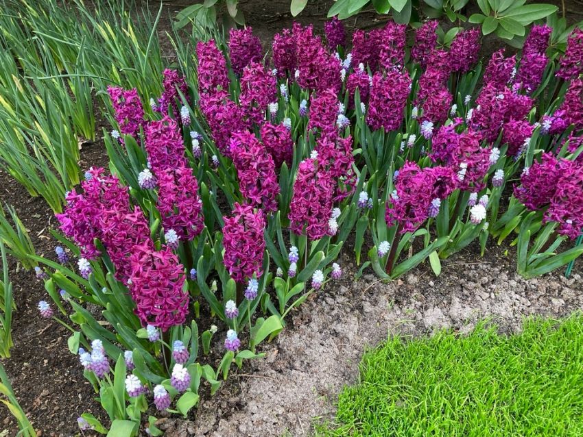 Traubenhyazinthe 'Azureum Blau' - 100 Stück