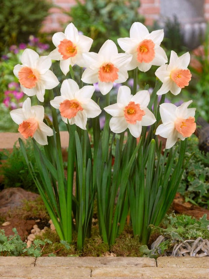 Narcissus 'Accent' - Narzisse