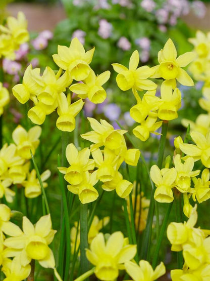 Narcissus 'Angels Whisper' - Narzisse