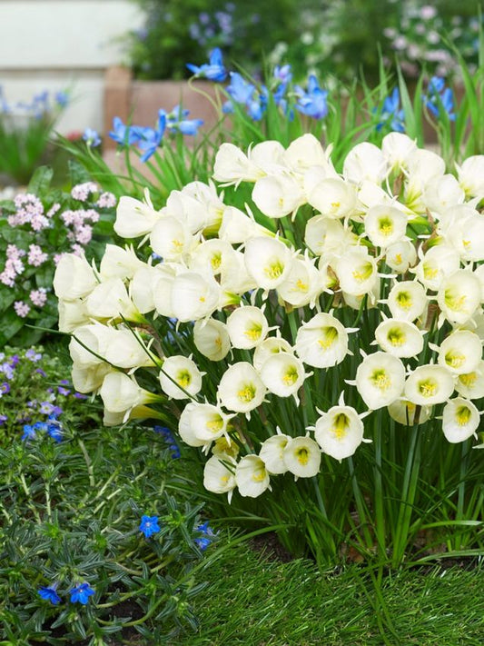 Narzissen Artic bells bulbocodium