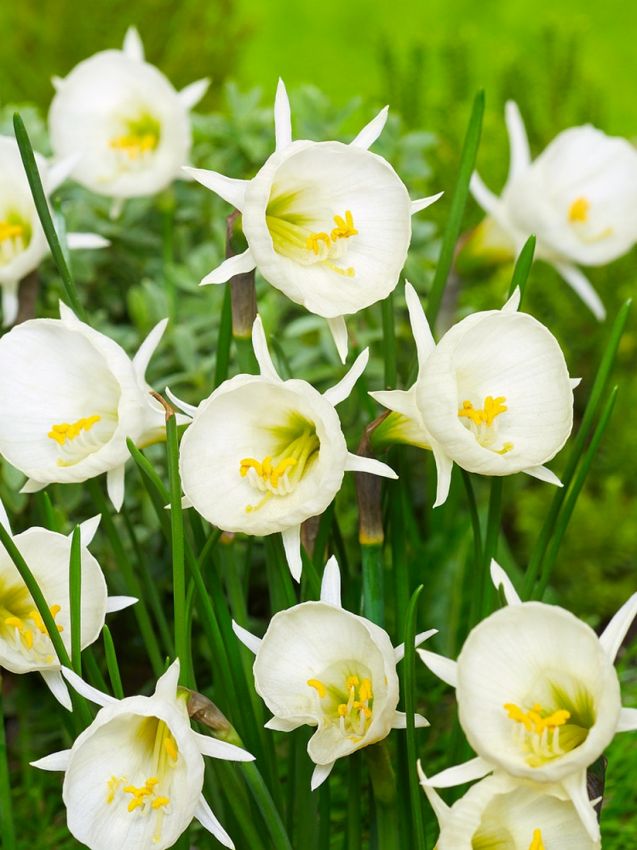 Narcissus 'Artic Bells Bulbocodium' - Narzisse