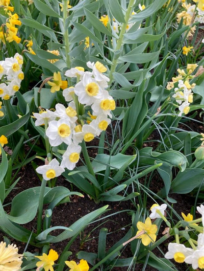 Narcissus 'Avalanche' - Narzisse