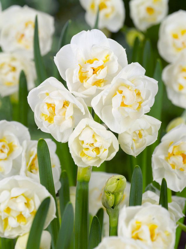 Narcissus 'Bridal Crown' - Narzisse