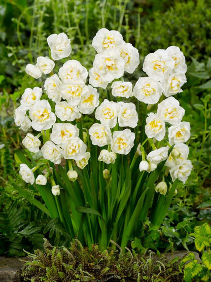 Narcissus 'Bridal Crown' - Narzisse