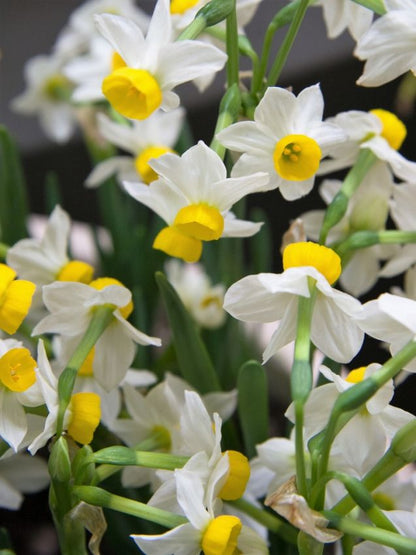 Narcissus 'Canaliculatus' - Narzisse