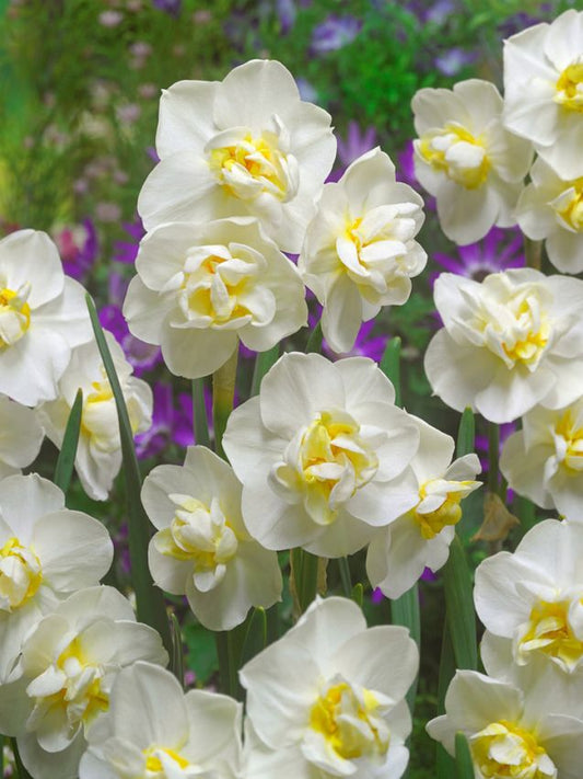 Narzissen White cheerfulness