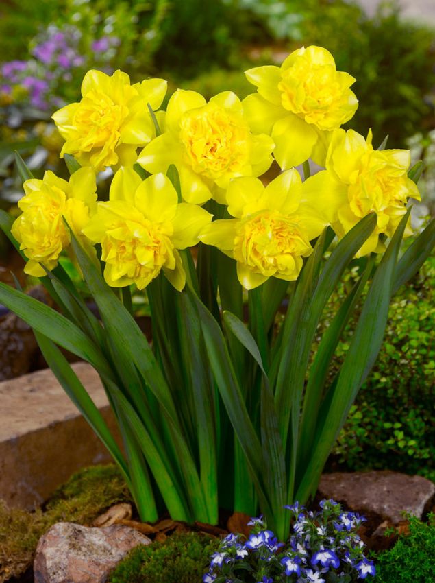 Narcissus 'Dick Wilden' - Narzisse