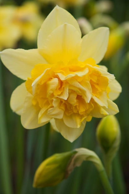 Narcissus 'Dick Wilden' - Narzisse