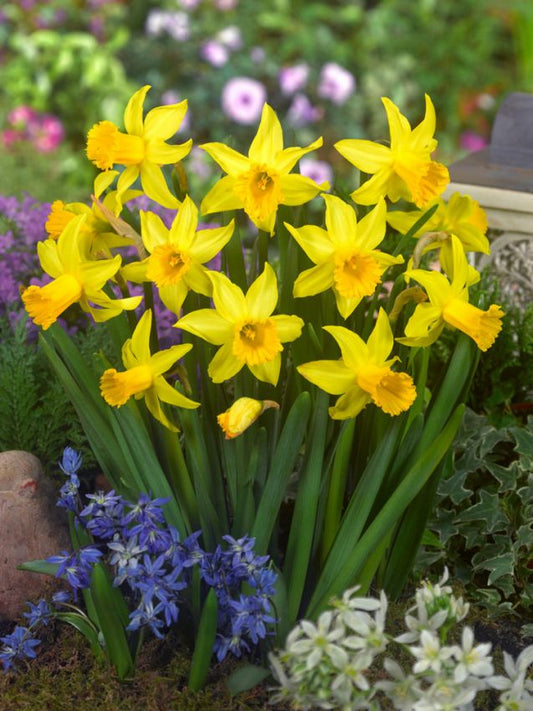 Narzissen February gold
