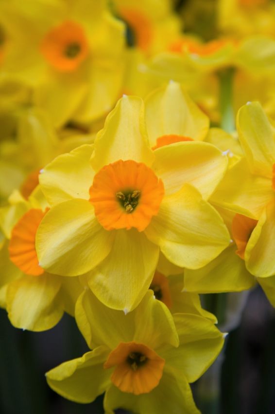 Narcissus 'Golden Dawn' - Narzisse