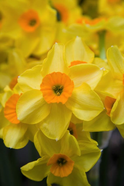 Narcissus 'Golden Dawn' - Narzisse