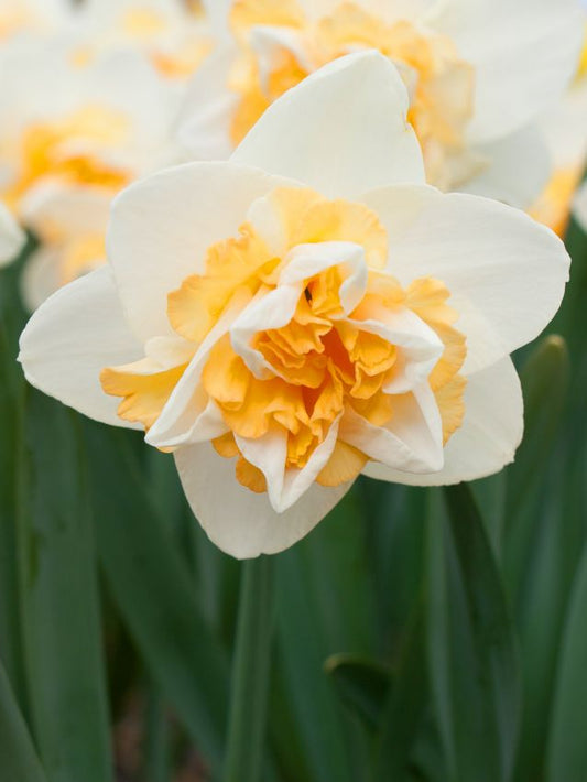 Narzissen Golden pearl