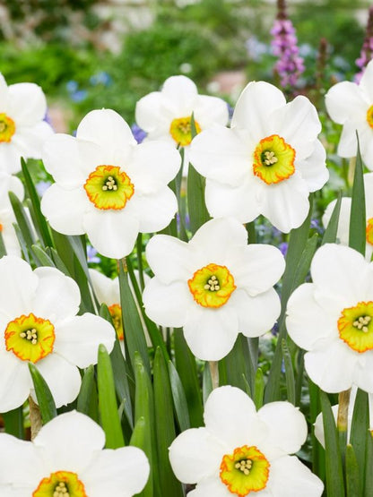 Narcissus 'Goose Green' - Narzisse