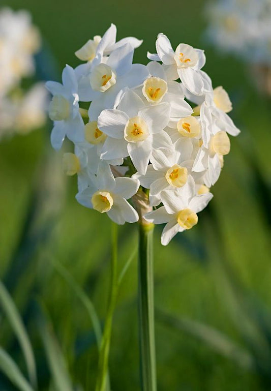 Narzissen Grand primo citroniere