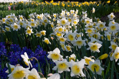 Narcissus 'Ice Follies' - Narzisse
