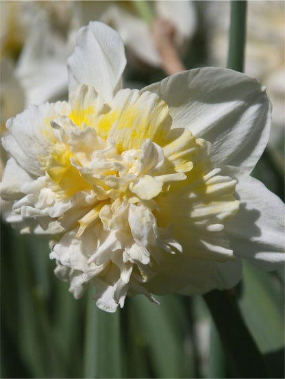Narcissus 'Ice King' - Narzisse