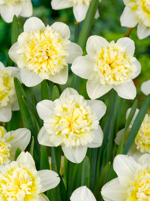 Narcissus 'Ice King' - Narzisse