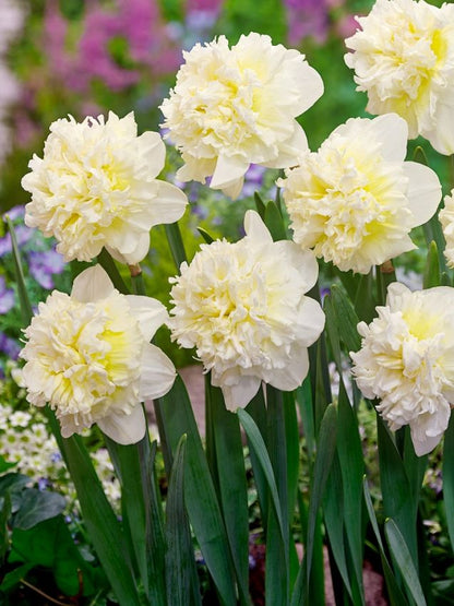 Narcissus 'Ice King' - Narzisse