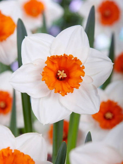 Narcissus 'Johann Strauss' - Narzisse
