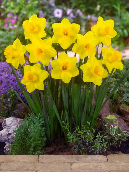 Narcissus 'King Alfred' - Narzisse