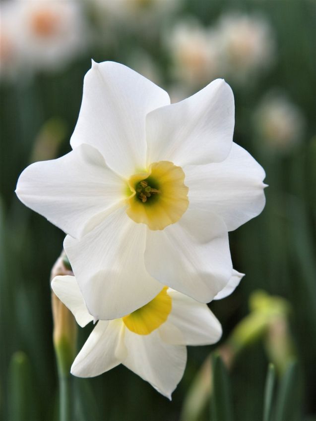 Narcissus 'Lieke' - Narzisse