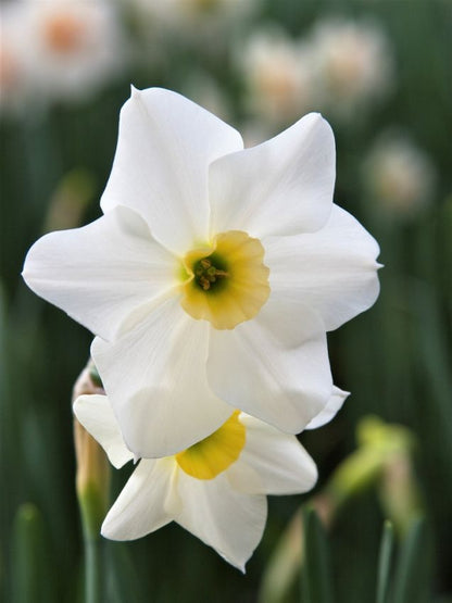 Narcissus 'Lieke' - Narzisse