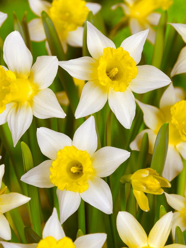 Narcissus 'Lobularis' - Wilde Narzisse