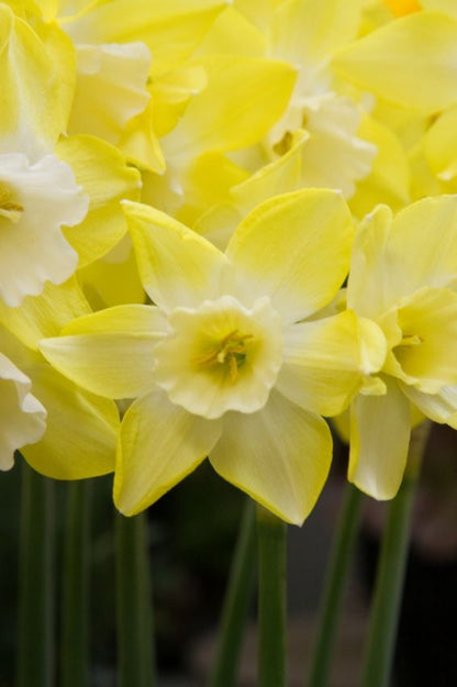 Narcissus 'Pipit' - Narzisse