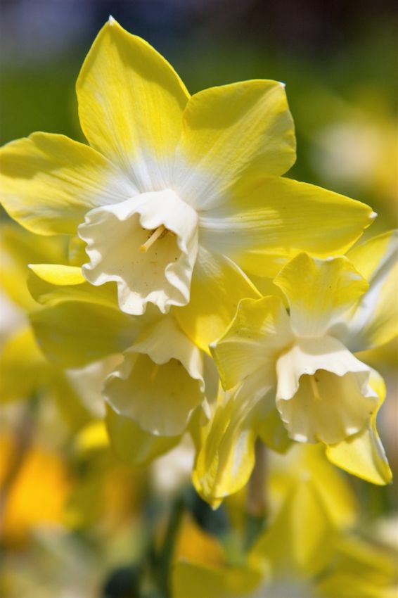 Narcissus 'Pipit' - Narzisse