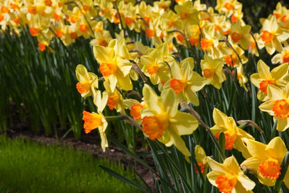 Narcissus 'Red Devon' - Narzisse