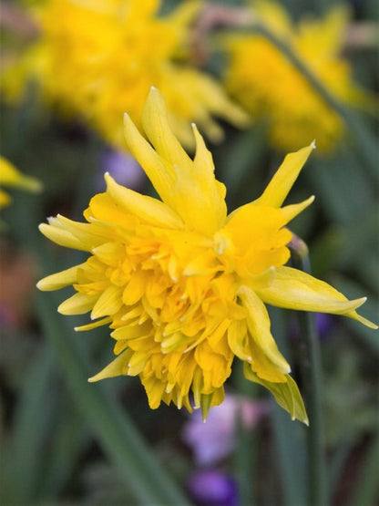 Narcissus 'Rip Van Winkle' - Narzisse