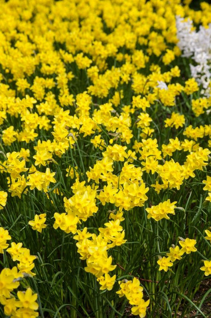 Narcissus 'Sabrosa' - Narzisse