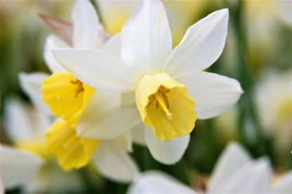 Narcissus 'Sailboat' - Narzisse